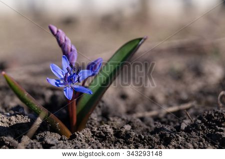 Bluebell Flowers In The Spring Garden Close Up. Background Is Brurred.