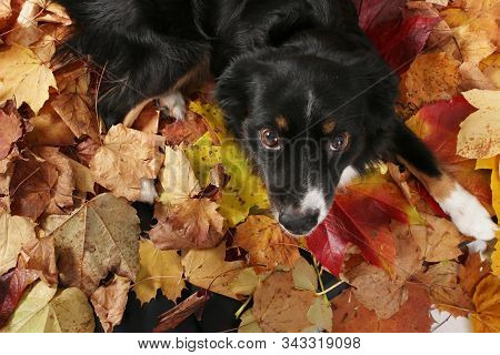 Australian Shepard In Autumn Leafs Australian Shepard Dog - Men Best Friend In Photo Studio