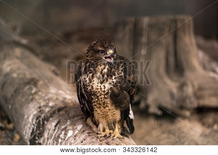 Birds Of Prey - Common Buzzard Buteo Buteo Sit On Wood In Zoo. The Buzzard. Brown Trees In The Backg