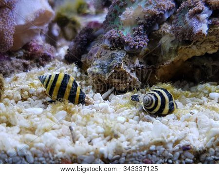 Bumble Bee Saltwater Reef Snail - ( Engina Sp. )