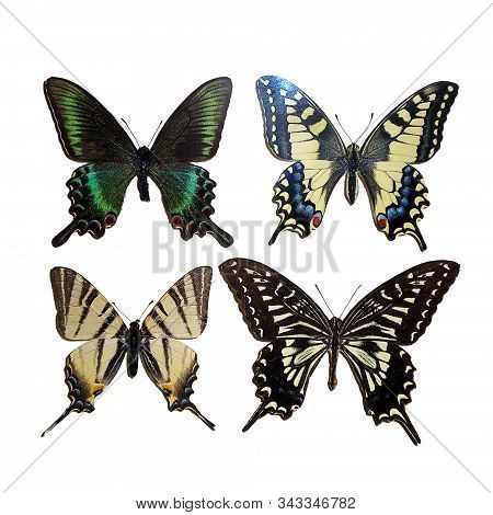 Exotic Insects (butterflies, Beetles, Spiders, Scorpions) Isolated On White Background. Composition 