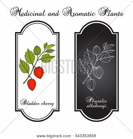 Bladder Cherry Physalis Alkekengi , Medicinal Plant. Hand Drawn Botanical Vector Illustration