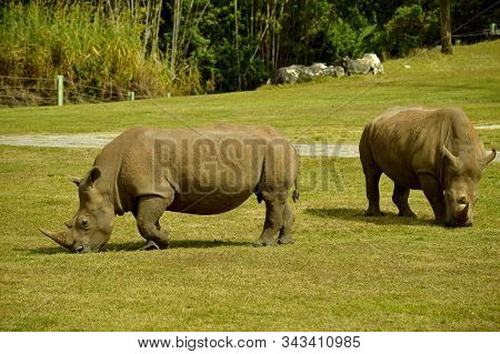 Two White Rhinoceros Eating Latin Name Cerathotherium Simum