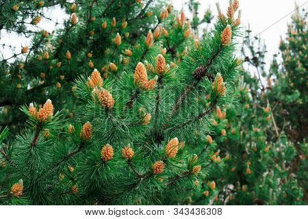 Young Shoots Of Pine In Early Summer.