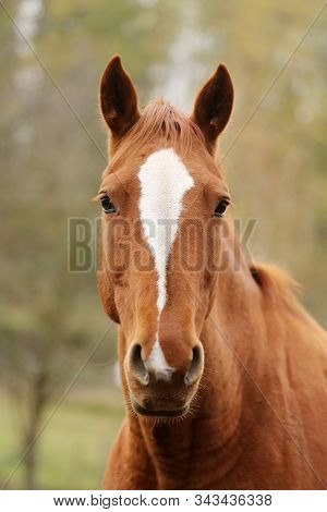 Thoroughbred Young Horse Posing At Rural Equestrian Farm. Portrait Of A Purebred Young Horse Outdoor