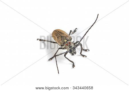Tree Borer (batocera Rufomaculata) Isolated On A White Background