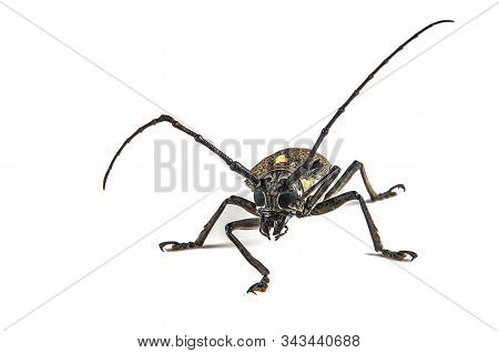 Tree Borer (batocera Rufomaculata) Isolated On A White Background