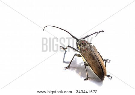 Tree Borer (batocera Rufomaculata) Isolated On A White Background
