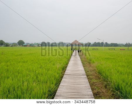 A Hut In A Green Rice Field Along The Wooden Walkway.
