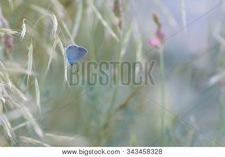 Freckled Little Blue Butterfly And Wildlife Photos