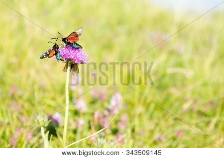 Scarlet Tiger Moth On Clover Flower Close Up. Nature Background