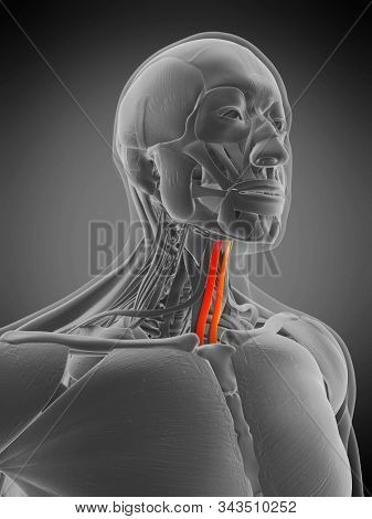 3d rendered medically accurate muscle anatomy illustration - sternohyoid