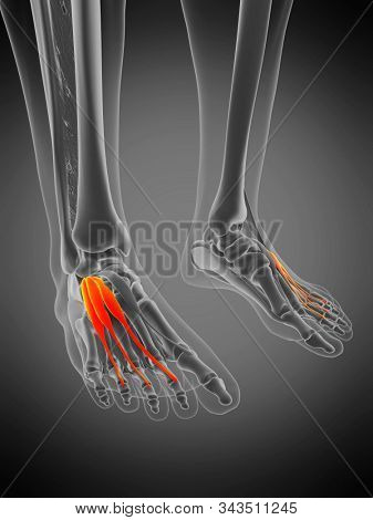 3d rendered medically accurate muscle anatomy illustration - extensor digitorum brevis