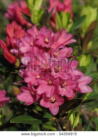 Alpenrose