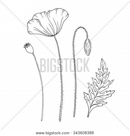 Poppy Flower. Pap Ver. Stem And Leaf. Elements For Design. Hand Drawn Vector Illustration. Monochrom