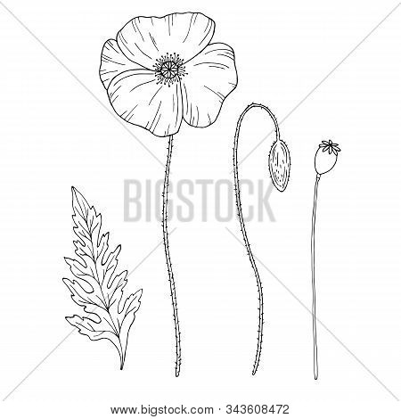 Poppy Flower. Pap Ver. Stem And Leaf. Elements For Design. Hand Drawn Vector Illustration. Monochrom