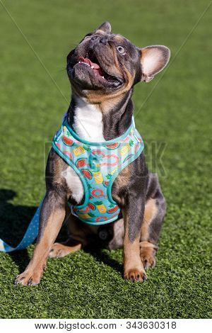 Tri Color French Bulldog Sitting And Looking Up. Off-leash Dog Park In Northern California.