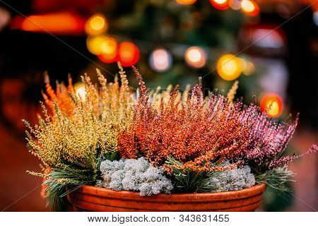 Bush Of Yellow And Red Colors In Pots In Garden.