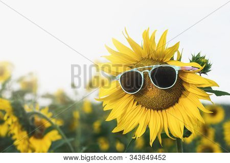 Sunny Summer Concept With Sunflower Wearing Sunglasses In A Field Of Yellow Flowers. Summer Vacay Ba