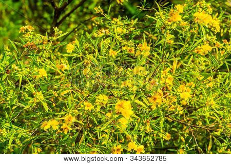 Kalm's St. Johns Worth Bush, Cultivar Sunny Boulevard, Popular Tropical Ornamental Plant Specie From