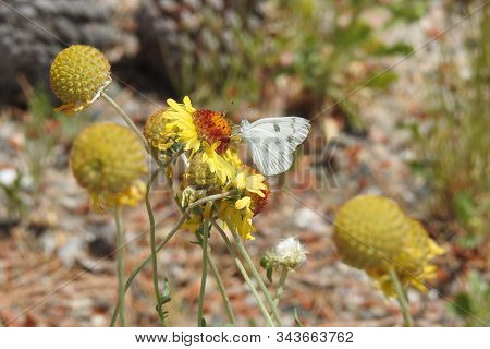 Checkered White Butterfly Gathering Nectar From Wild Flowers In Yavapai County, Camp Verde, Arizona.