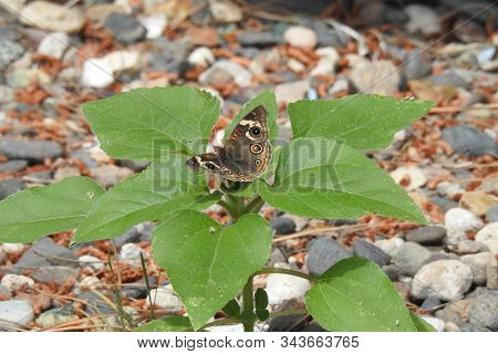 Buckeye Butterfly Perched Upon A Green Leafed Plant Growing In Yavapai County, Camp Verde, Arizona.