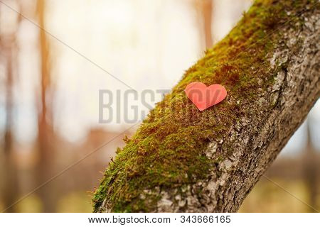 Heart On Tree. Environment Protection Symbol, Copy Space. Deforestation Or Arboriculture Tree Love C