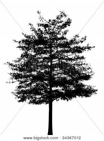 Sagoma albero
