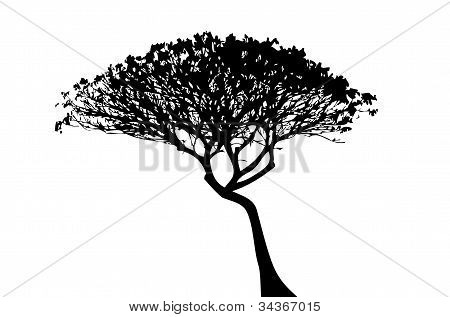 Sagoma albero