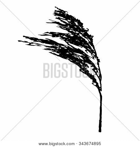 Vector Illustration Of A Black Branches Of Fluffy Phragmites Australis Cane Seed Head Isolated On A 