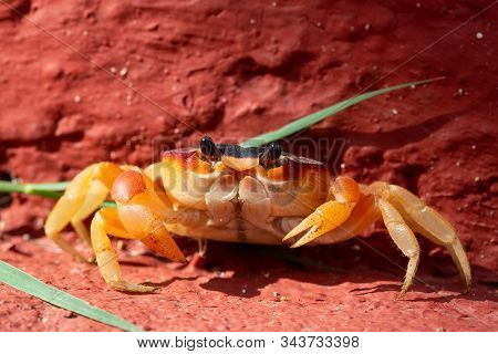 Close Up Macro Picture Of A Little Crab In The Sunshine. Taken At Ancon Beach, Trinidad, Cuba.