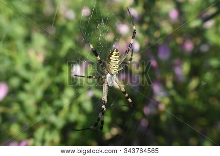 Big Green Spider On The Web . Spider In His Web Wait For A Prey