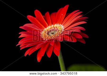 Red Gerbera Flower On A Black Background