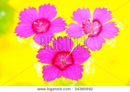 Dianthus syté růžové květy na vodě