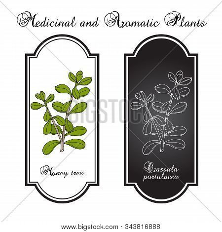 Money Tree Or Jade Plant Crassula Portulacea , Medicinal Plant. Hand Drawn Botanical Vector Illustra