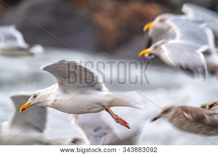 Huge Amount Of Seagulls Feeding At The Coast Of Maghery In County Donegal During The Storm- Ireland