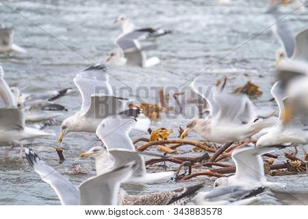 Huge Amount Of Seagulls Feeding At The Coast Of Maghery In County Donegal During The Storm- Ireland
