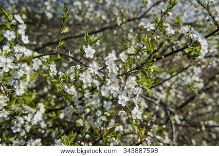 Flowers Of The Apple Tree Blossoms On A Spring Day