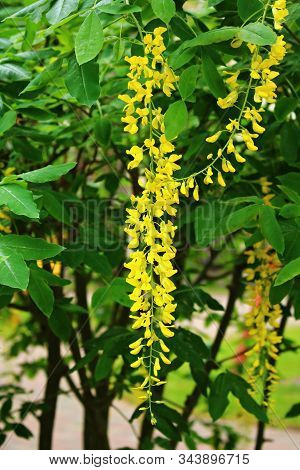 Blooming Yellow Flowers Tassels Poisonous Garden Decorative Woody Plant Laburnum Anagyroides