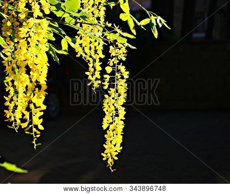 Blooming Yellow Flowers Tassels Poisonous Garden Decorative Woody Plant Laburnum Anagyroides