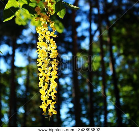 Blooming Yellow Flowers Tassels Poisonous Garden Decorative Woody Plant Laburnum Anagyroides