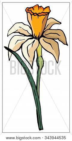 Vector Floral Illustration With Daffodil Flower Isolated On A White Background.