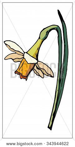 Vector Floral Illustration With Daffodil Flower Isolated On A White Background.