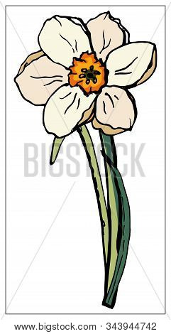 Vector Floral Illustration With Daffodil Flower Isolated On A White Background.