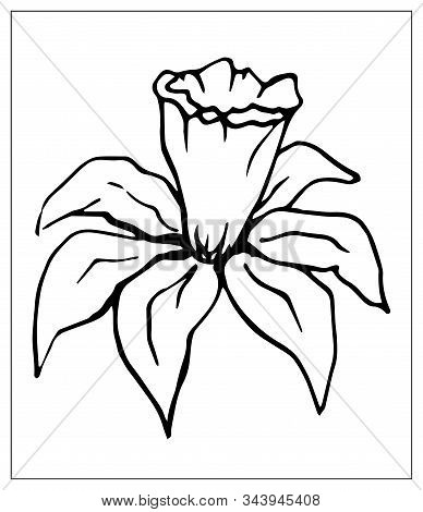 Vector Floral Illustration With A Silhouette Of Daffodil Flower.