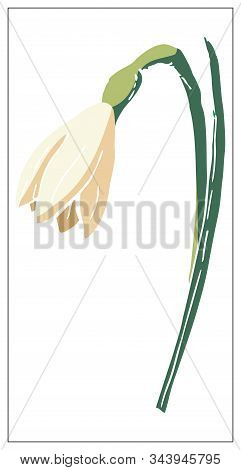 Vector Floral Illustration With Daffodil Flower Isolated On A White Background.