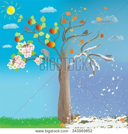 Apple Tree Four Vector Photo Free Trial Bigstock