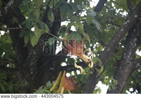 Aubl Aquatic Pachira Plant