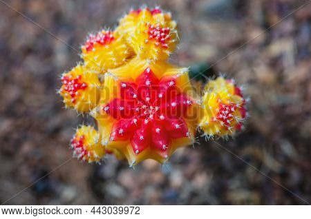 Close Up Top Colorful Small Cactus Plant With Beautiful Yellow And Red Flower Blossom On The Tree Of