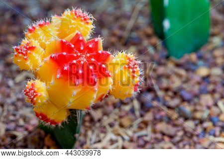 Close Up Colorful Small Cactus Plant With Beautiful Yellow And Red Flower Blossom On The Tree Of Rub